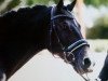 dressage horse Bünteeichen Nivaro (German Riding Pony, 2009, from Bünteeichen-Nicato)