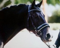 dressage horse Bünteeichen Nivaro (German Riding Pony, 2009, from Bünteeichen-Nicato)