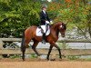 dressage horse Lucky Lapidos (Hanoverian, 2008, from Lord Laptop)