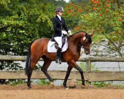 dressage horse Lucky Lapidos (Hanoverian, 2008, from Lord Laptop)