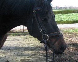 Pferd Benji (Deutsches Reitpony, 2009, von Batman)