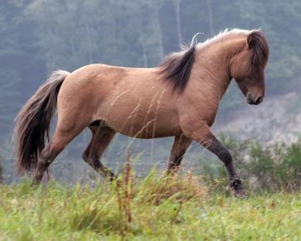 horse Lenni vom Hof Osterkamp (Iceland Horse, 2004, from Leikur frá Lækjarbotnum)