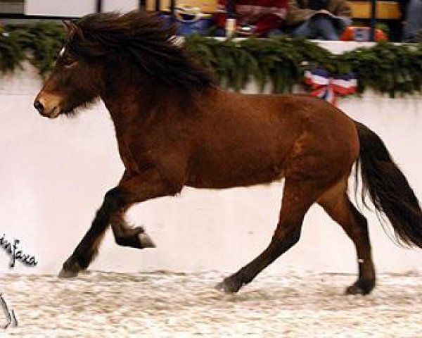 Pferd Mars von Joreykur (Islandpferd, 2004, von Kári vom Störtal)