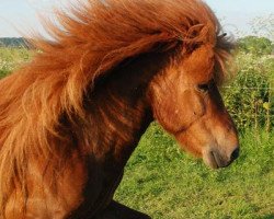 horse Matti von Roetgen (Iceland Horse, 2004, from Dreyri von Roetgen)