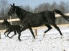 broodmare Dursun (Akhal-Teke, 2000, from Karar)