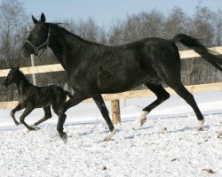 broodmare Dursun (Akhal-Teke, 2000, from Karar)