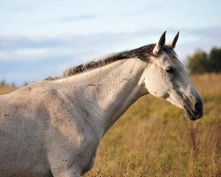 broodmare Desna (Akhal-Teke, 1996, from Ahmed)