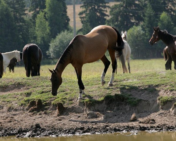 broodmare Dargi (Akhal-Teke, 1996, from Gigant 17)