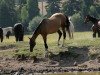 broodmare Dargi (Akhal-Teke, 1996, from Gigant 17)