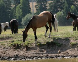 broodmare Dargi (Akhal-Teke, 1996, from Gigant 17)