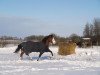 dressage horse Schierensees Mister Big (German Warmblood, 2007, from Micky Blue Eye)