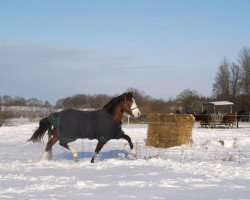 Dressurpferd Schierensees Mister Big (Deutsches Reitpferd, 2007, von Micky Blue Eye)