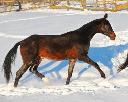 horse Gayratly-Geli (Akhal-Teke, 2011, from Angar II)