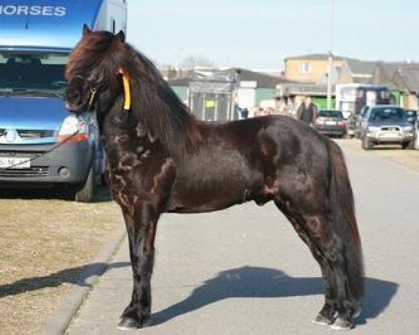 horse Odin vom Paradies (Iceland Horse, 2004, from Fight fra Sydra-Brekku)