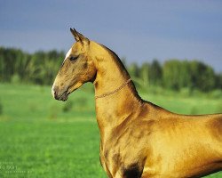 stallion Ulukbek-Geli (Akhal-Teke, 2008, from Gaigysyz)