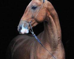 stallion Altyn Yulduz-Geli (Akhal-Teke, 2008, from Jalantushkhan)