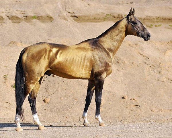 stallion Dagat-Geli (Akhal-Teke, 2007, from Gaigysyz)