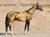 stallion Dagat-Geli (Akhal-Teke, 2007, from Gaigysyz)