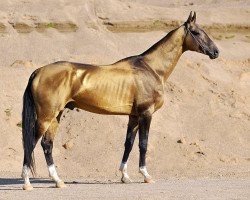 stallion Dagat-Geli (Akhal-Teke, 2007, from Gaigysyz)