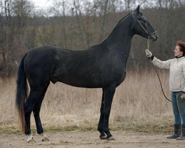 stallion Akmal-Geli (Akhal-Teke, 2006, from Akbelek)