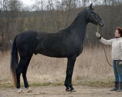 stallion Akmal-Geli (Akhal-Teke, 2006, from Akbelek)