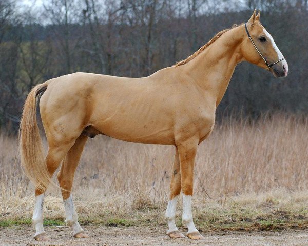 stallion Damir-Geli (Akhal-Teke, 2004, from Momm)