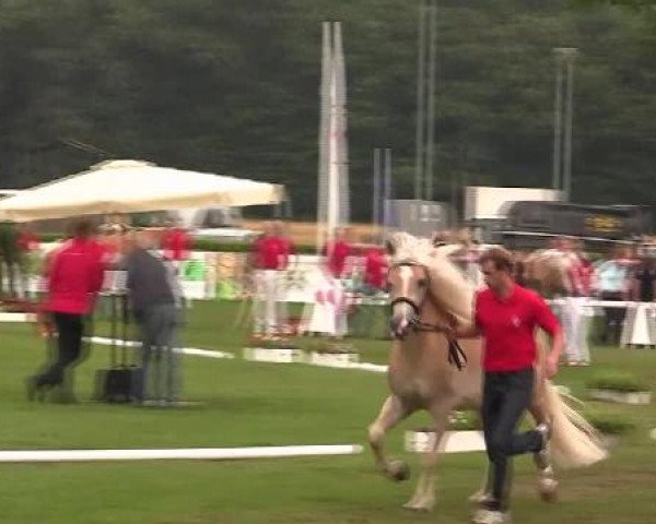 Westfälische Eliteschau 2012 Münster Handorf Dienstag, den 28.07.2012 45. Westfälische Eliteschau für Pony-, Kleinpferde-/Haflingerstuten