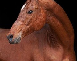 stallion Gala (Akhal-Teke, 2002, from Bitaraplyk)