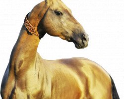 stallion Tyllagush 2 (Akhal-Teke, 2000, from Tyllanur)