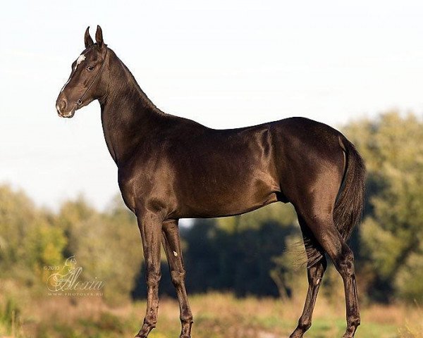 horse Shiraz (Akhal-Teke, 2008, from Shagirt)