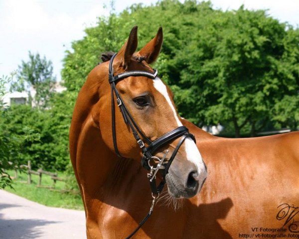 horse De Wittegheit's Toute Suite (Belgian Warmblood, 1996, from Olympic Ramiro)