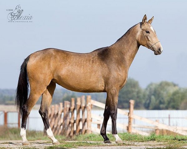 horse Temza (Akhal-Teke, 2008, from Gazomet)