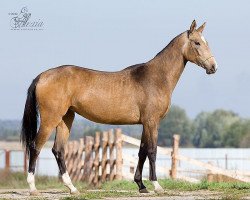 Pferd Temza (Achal Tekkiner, 2008, von Gazomet)