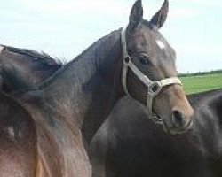 horse Belent (Akhal-Teke, 2008, from Turkmentai)