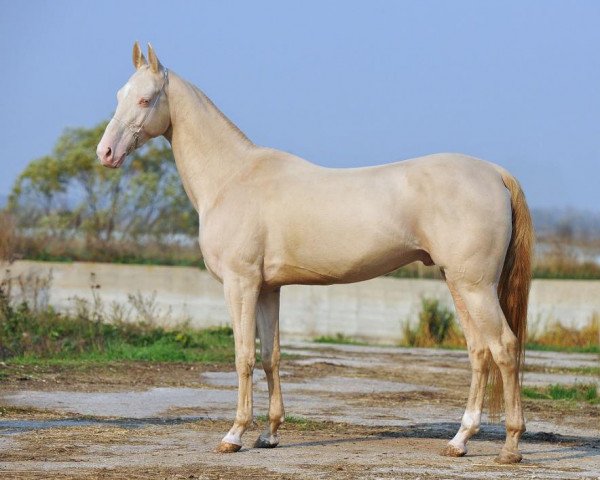 stallion Kodar (Akhal-Teke, 2007, from Opium)