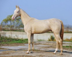 stallion Kodar (Akhal-Teke, 2007, from Opium)