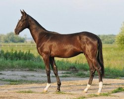 horse Gamilkar (Akhal-Teke, 2010, from Garant)