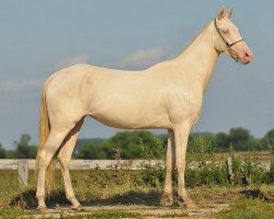 broodmare Kosmeya (Akhal-Teke, 2006, from Opium)