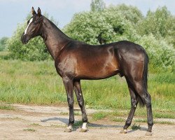 horse Gibraltar (Akhal-Teke, 2010, from Garant)