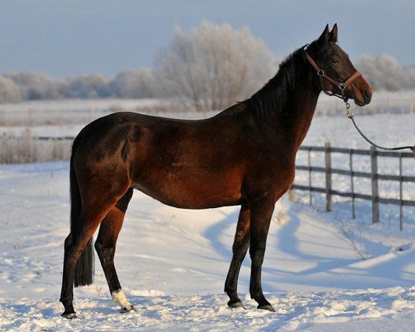 broodmare Bayazet (Akhal-Teke, 2005, from Gurtbil)