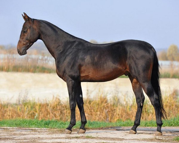 horse Argon (Akhal-Teke, 2004, from Gurtbil)