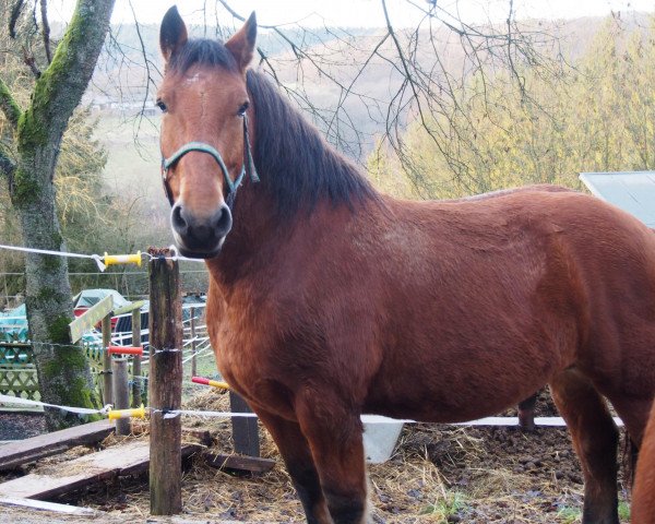 horse Gustl (South German draft horse, 2007, from Grimaldi S)