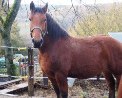 Pferd Gustl (Süddeutsches Kaltblut, 2007, von Grimaldi S)