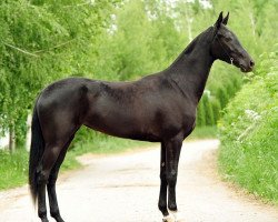 horse Djugara (Akhal-Teke, 2010, from Garant)