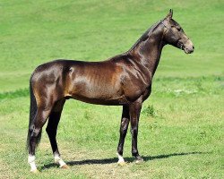 horse Dzhamshid (Akhal-Teke, 2008, from Mashuk)