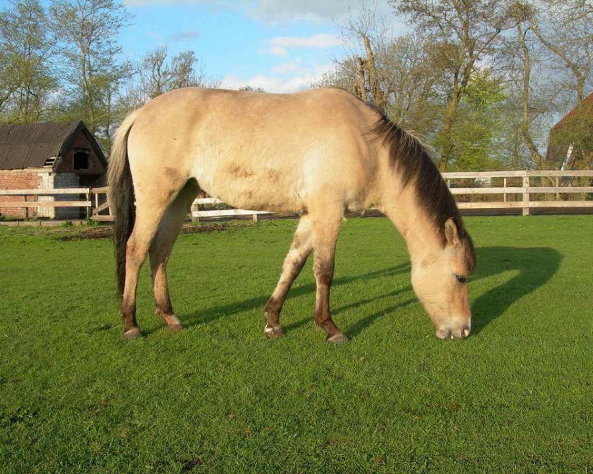 horse Fee (Duelmener, 2011, from Fabian)