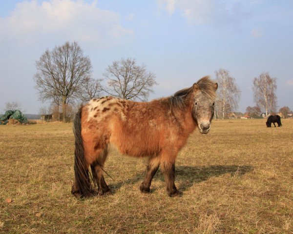 broodmare Elea von der Mühlbachquelle (Dt.Part-bred Shetland pony, 2011, from Falk of Baltic Sea)