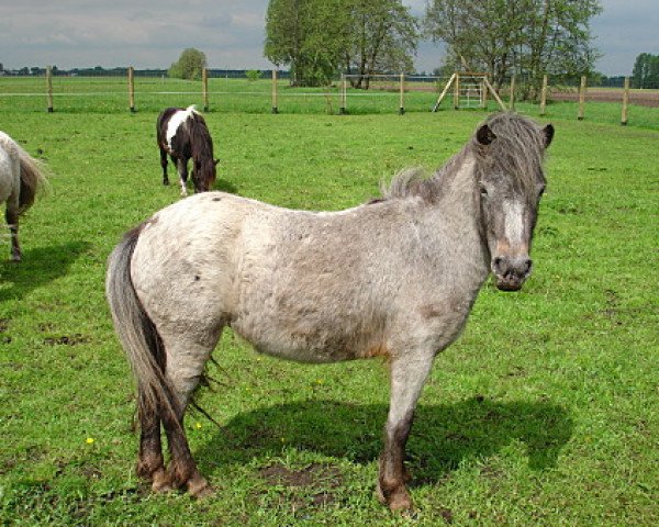 broodmare Elina (Dt.Part-bred Shetland pony, 2007, from Bayerns Fürst)