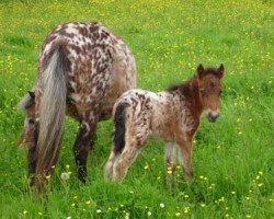 Zuchtstute Nashota von der Mühlbachquelle (Dt.Part-bred Shetland Pony, 2010, von Aragon)