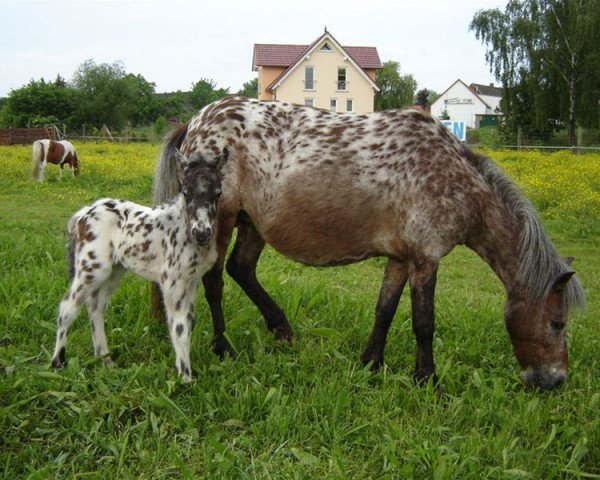 Zuchtstute Nina (Dt.Part-bred Shetland Pony, 2000, von Ferdl)